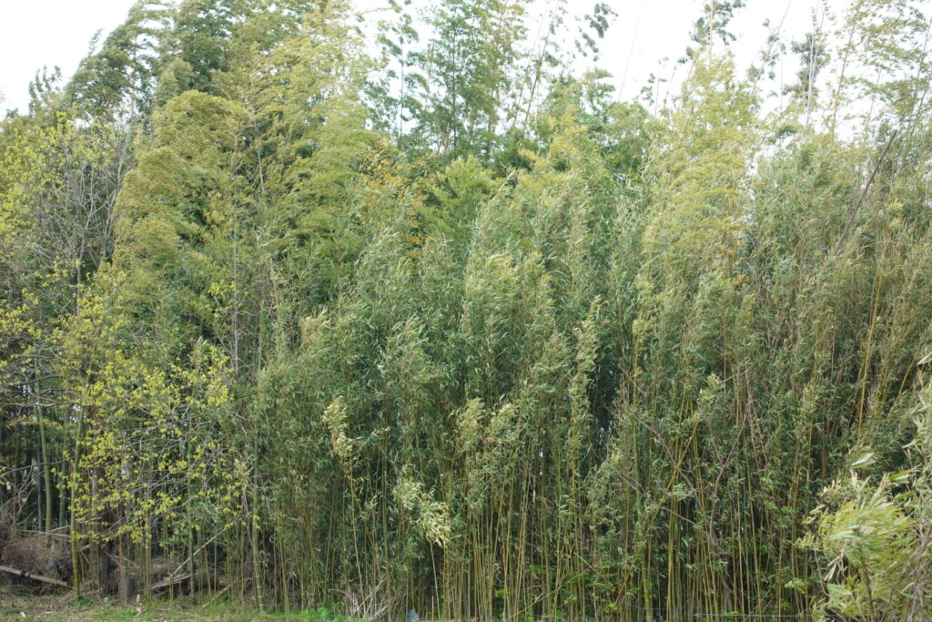 通常の竹林
