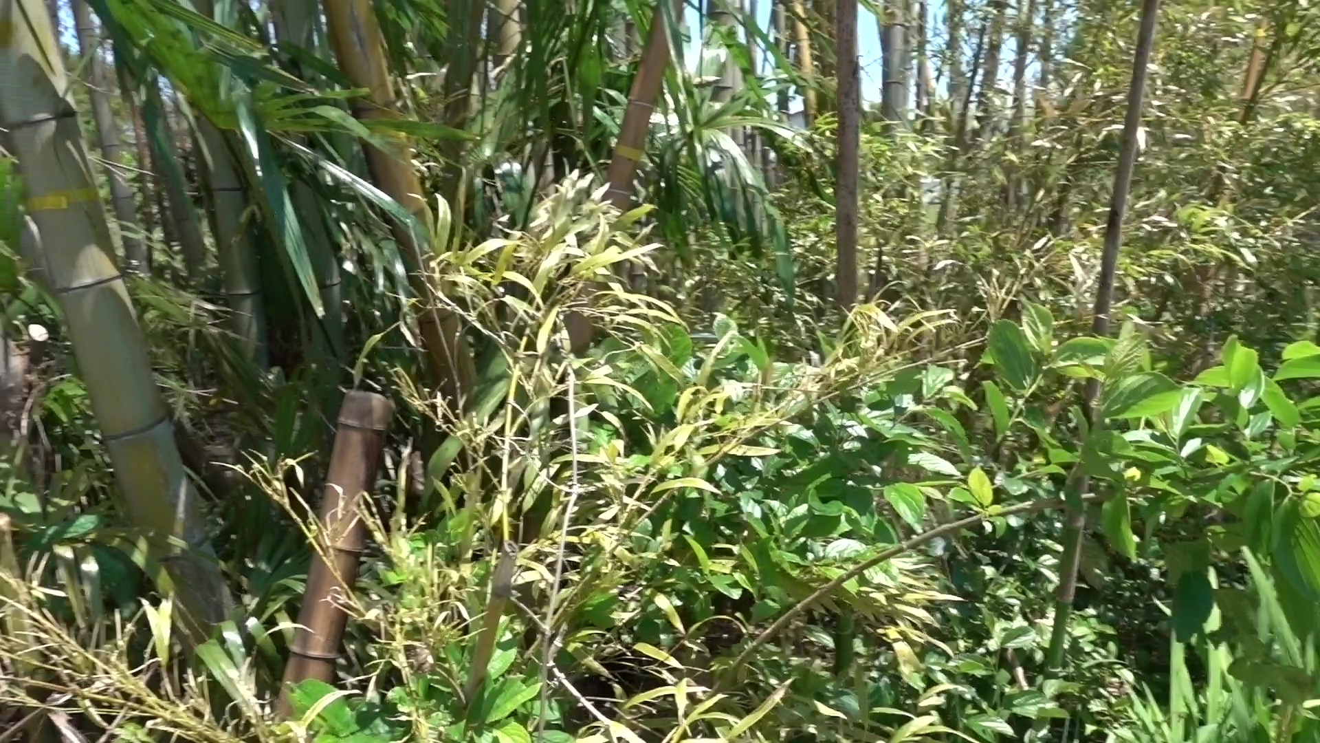 除草剤（ラウンドアップ）を使用した竹林駆除の方法と経過状況 田舎研究室（イナカラボ）